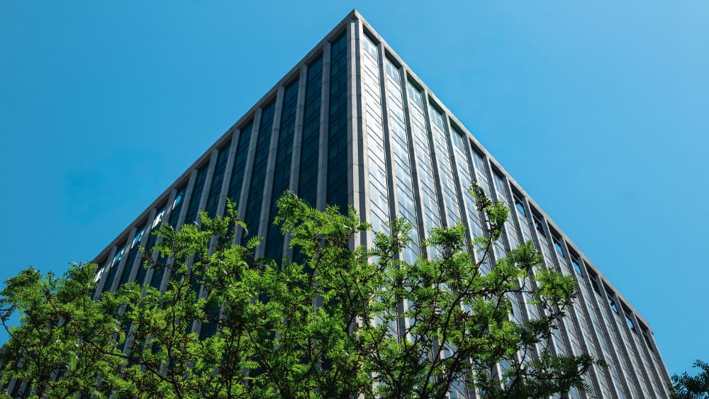 Tree canopy against the garden's neighboring tower