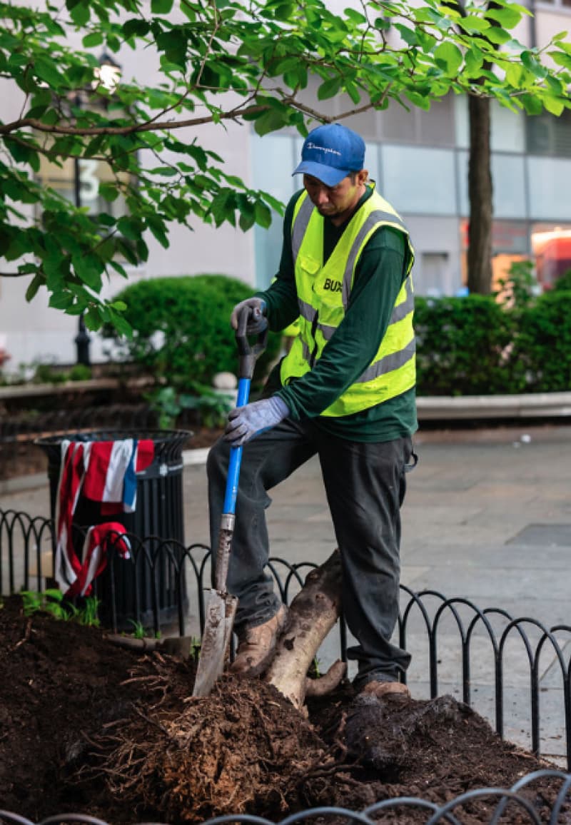 A worker digging out a root ball to replant
