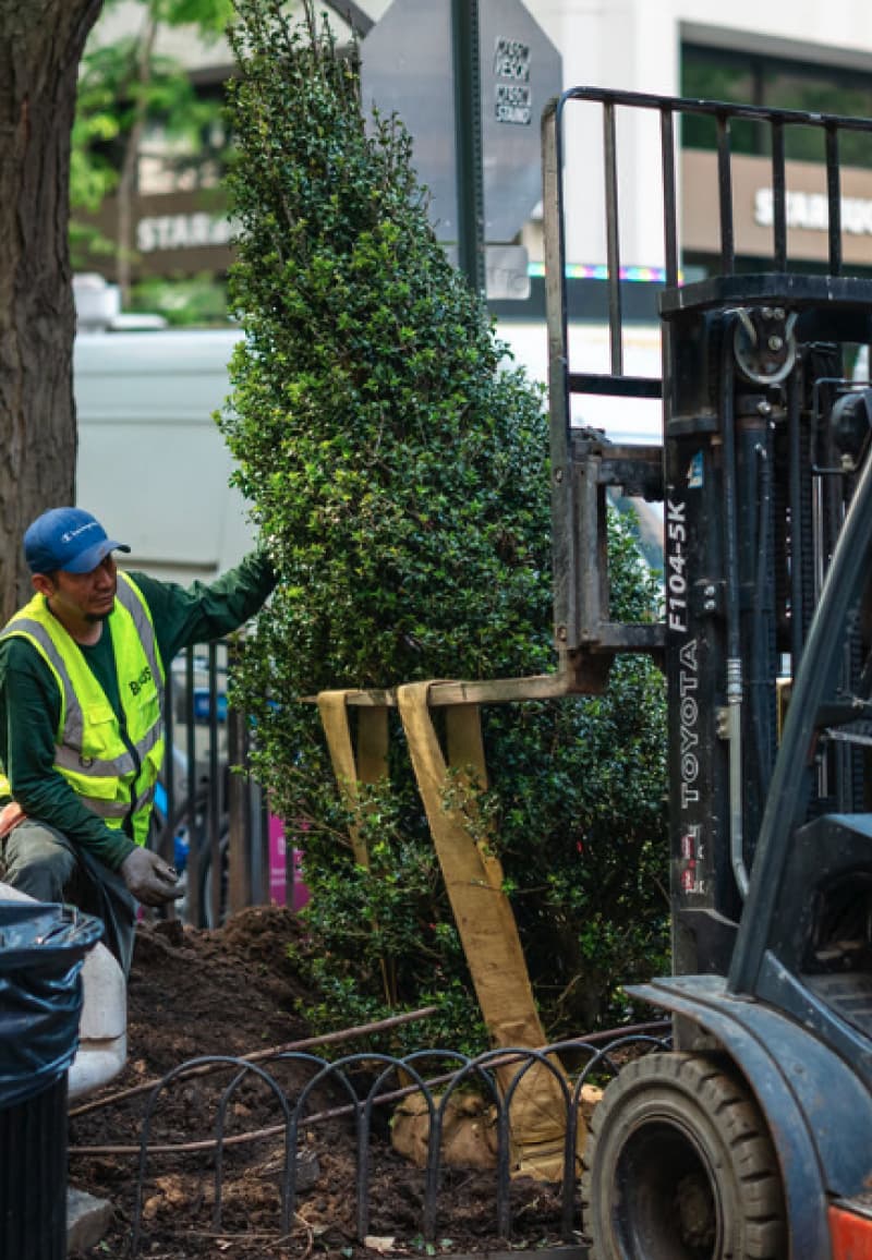 A forklift moving a large shrub into place